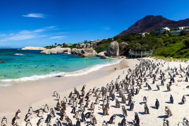 Full-day Cape Peninsula experience