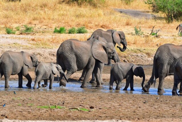 Elephant Safari Experience