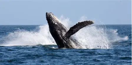 Whale Route Full Day Tour