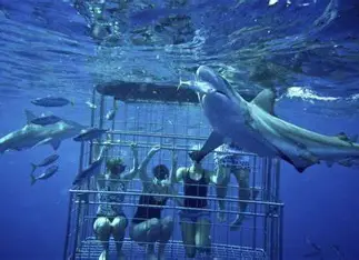 Shark Cage Diving Full Day