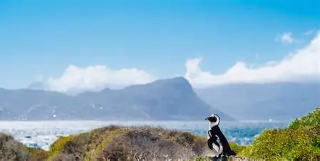 Combo Marine Wildlife Cruise + Cape Point pm Tour