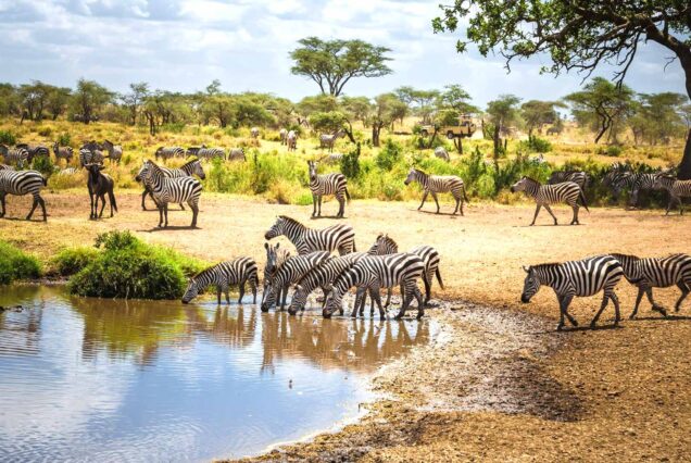 8 Day Authentic Tanzania