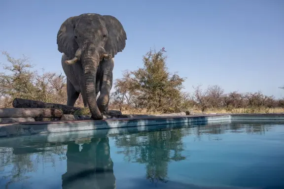 4 Star Botswana Safari
