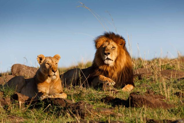 Kruger Park Private Game Reserve 3 Days Safari