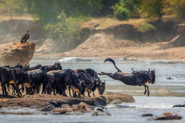 The Serengeti, and Safari Migration