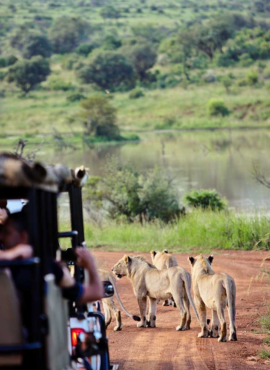 Kruger Safari